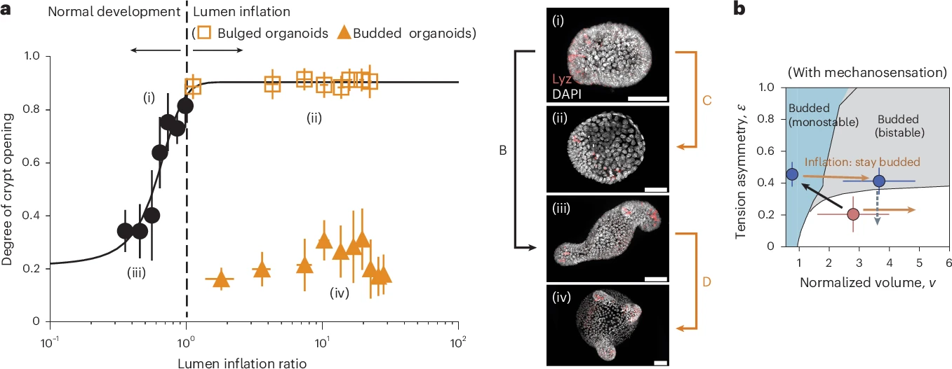 Schematic of soft tissue development coupling
